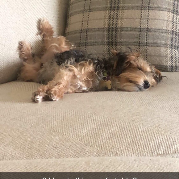 Meet your Posher, Shelley - Picture 5 of 5